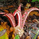 Tintenfischpilz (Clathrus archeri)